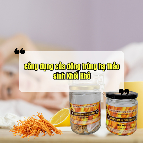 Công Dụng Đông Trùng Hạ Thảo Sinh Khối Khô